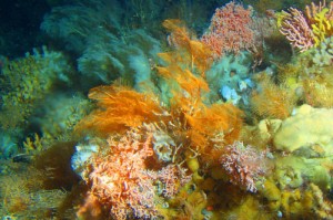 An example of an Aleutian Island coral forest.