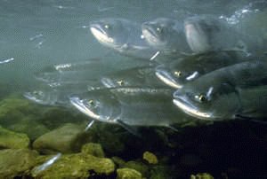 Chum, courtesty of NOAA